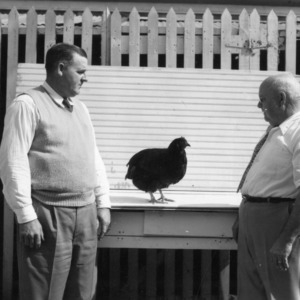 Admiring a Rhode Island Red Pullet at 1952 NC State Fair
