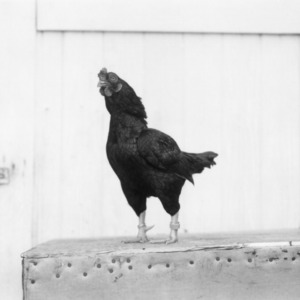 Cornish Chicken at NC State Fair 1950