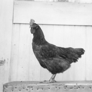 New Hampshire Chicken at 1950 NC State Fair