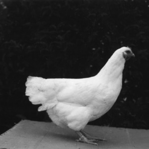White Rock Chicken at NC State Fair 1950