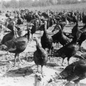Part of a breeding flock of turkeys on range