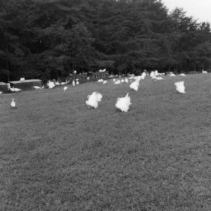 Beltsville White breeder turkeys on alfalfa