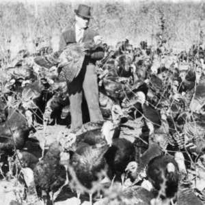 Man with flock of turkeys
