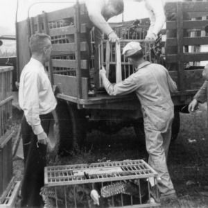 Men loading turkeys onto truck