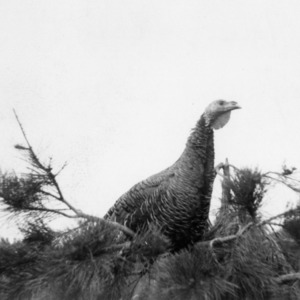 Turkey hen in tree