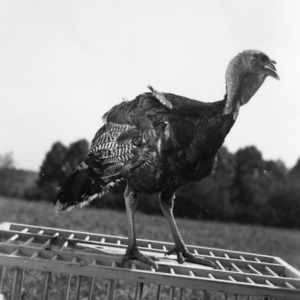 Turkey at North Carolina State College turkey farm