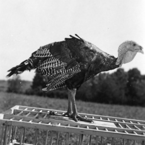 Turkey at North Carolina State College turkey farm