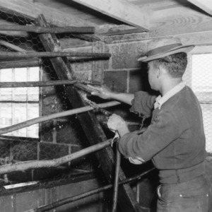 Man cleaning roosts in poultry house