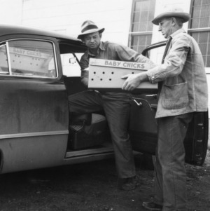 Mr. McConnell and Mr. Young loading box of poults into car