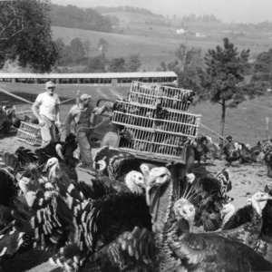 L. L. Sluder and Austin Hinson selecting turkeys for market