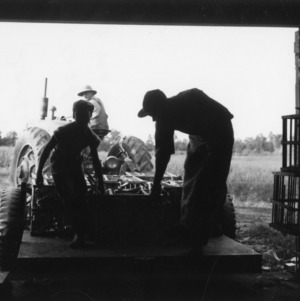 Men unloading turkeys from trailer at Peachland Dressing Plant