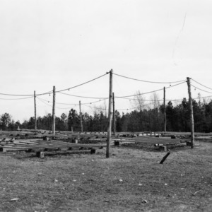 Roosting poles and electric lights