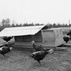Self-feeder on skids for turkeys
