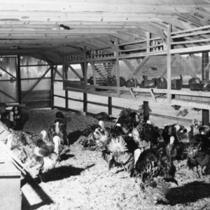 Interior of turkey breeder house