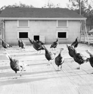 Turkeys in pen