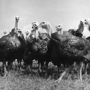 Flock of turkeys