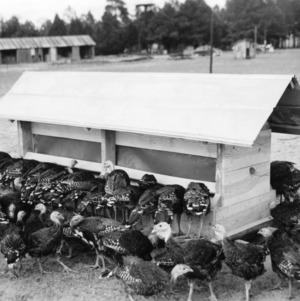 Turkeys eating at feeder