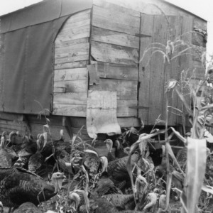 Turkeys with trailer-turned-feeder