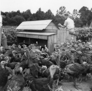 Men with turkeys and range feeder