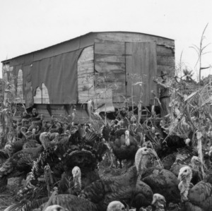 Flock of turkeys outside trailer-turned-feeder