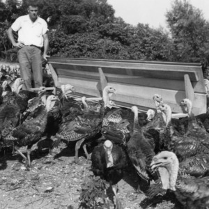 Man with turkeys and feeders