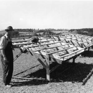 Man and turkey with range shelter with roosting poles