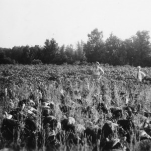 J. L. Tice, J. W. Cameron, and V. L. Norton with turkeys in soybean field