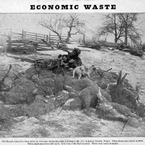 Pile of dead sheep and dogs