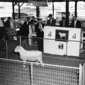 Sheep in pen at sheep judging competition