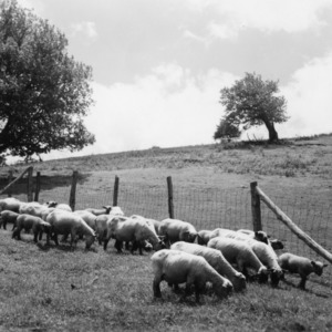 Ewes and late lambs at Upper Mountain Experiment Station