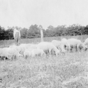 Man with his flock of sheep