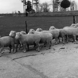 Sheep on experiment farm