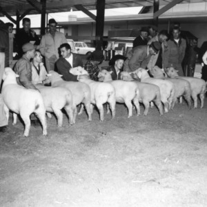 Sheep sale