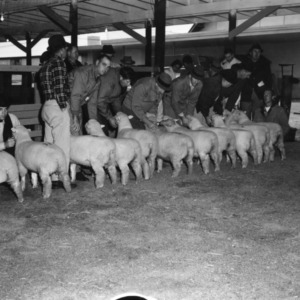 Sheep sale