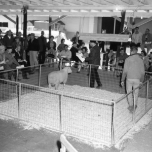 Sheep in pen at sale