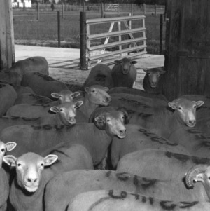 Polled Dorset sheep in barn