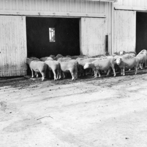 Sheep on experiment farm