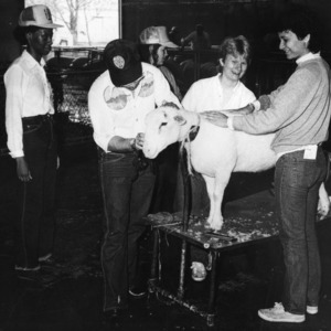 Sheep being examined
