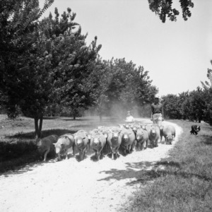 Herding flock of sheep on William Poe's farm