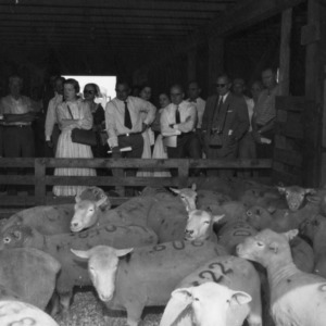 Group examining sheep