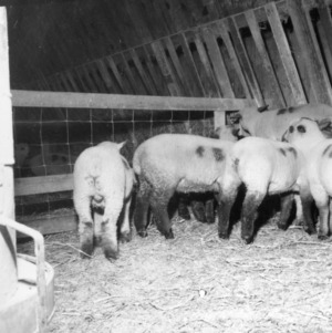 Lambs in barn