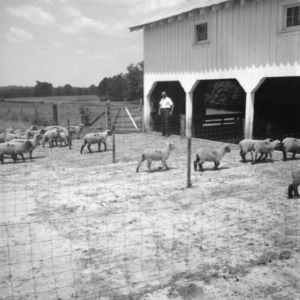 Lambs on farm