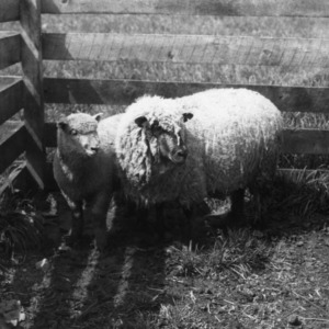 Hampshire ewe and lamb at Upper Mountain Experiment Station