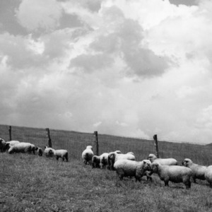 Hampshire ewes and lambs at Upper Mountain Experiment Station