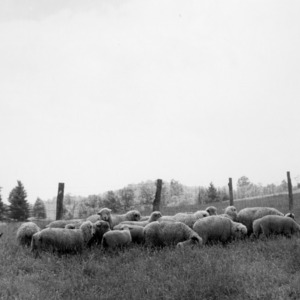 Western lambs and ewes at Upper Mountain Experiment Station