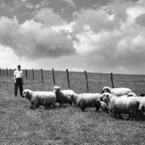 Man with ewes and lambs at Upper Mountain Experiment Station