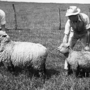 Men with ewe and lamb at Upper Mountain Experiment Station