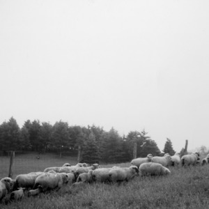 Lambs and ewes at Upper Mountain Experiment Station