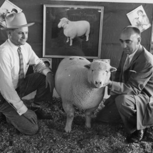 Men with sheep in front of display