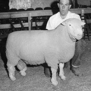 A. T. Newberry, Jr. with ram at International Livestock Show